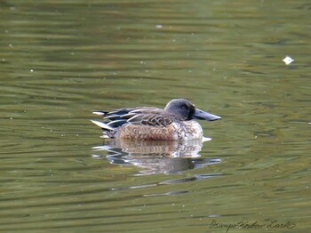 Northern Shoveler 宍塚大池 Tue, 11/23/2021