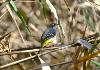 Grey Wagtail 常総市 Wed, 11/3/2021