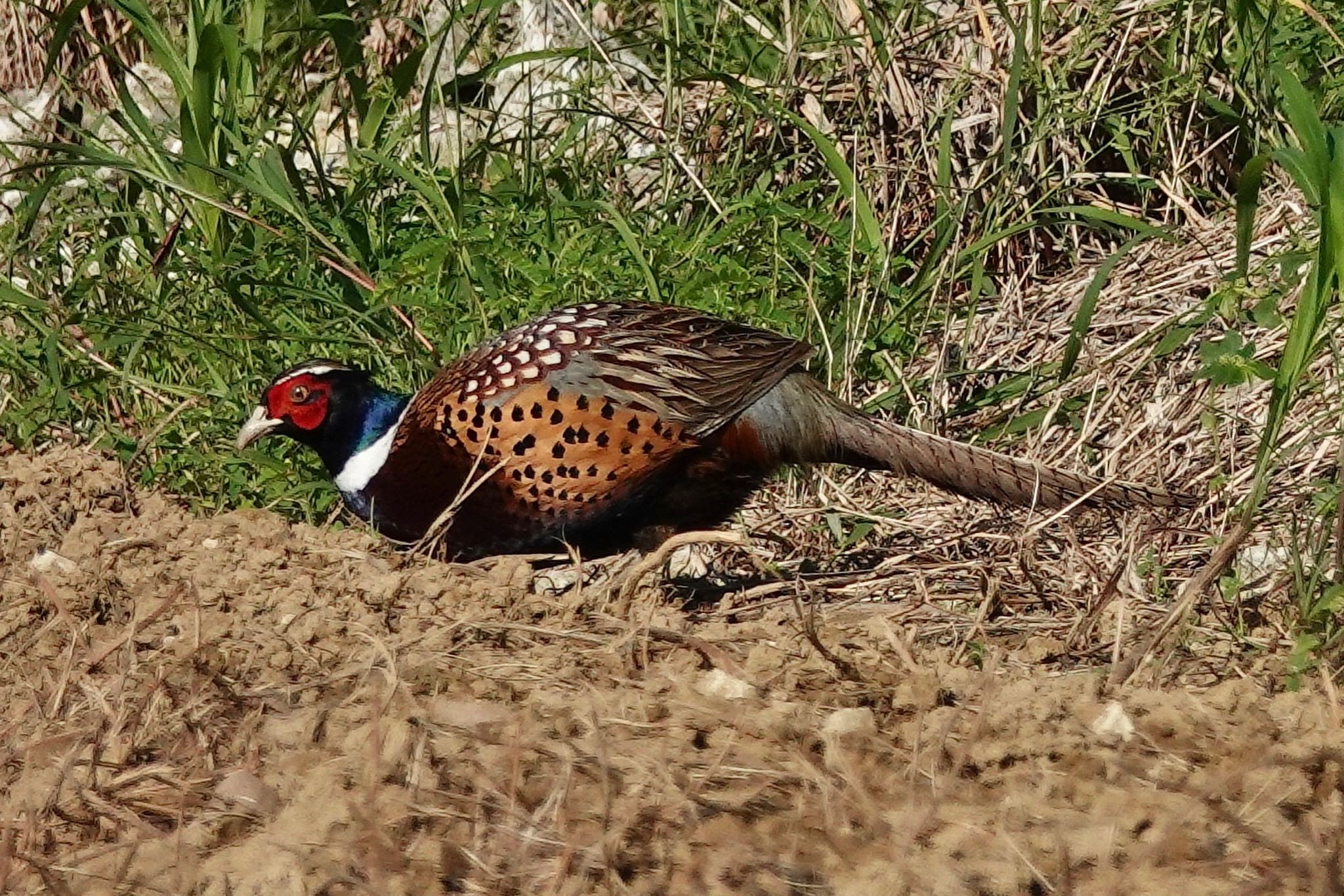 Common Pheasant