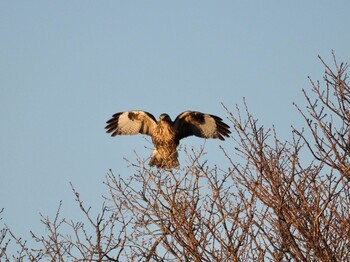 Eastern Buzzard Kasai Rinkai Park Sun, 12/19/2021