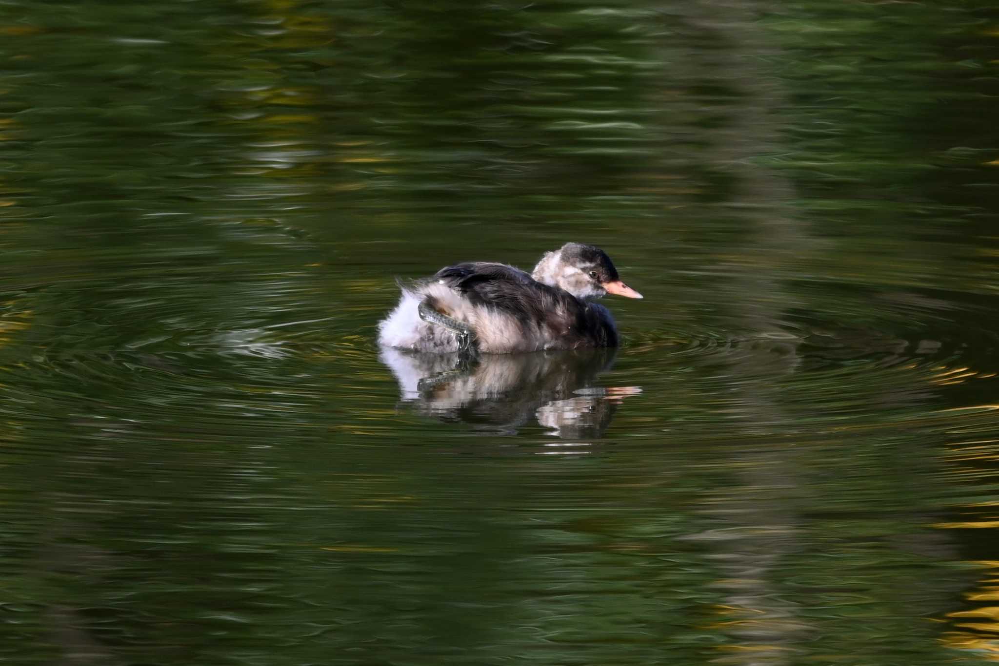 Little Grebe