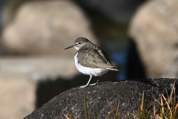 イソシギ 旭公園 2021年12月21日(火)