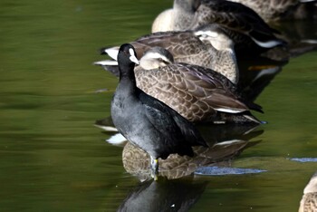 オオバン 旭公園 2021年12月14日(火)