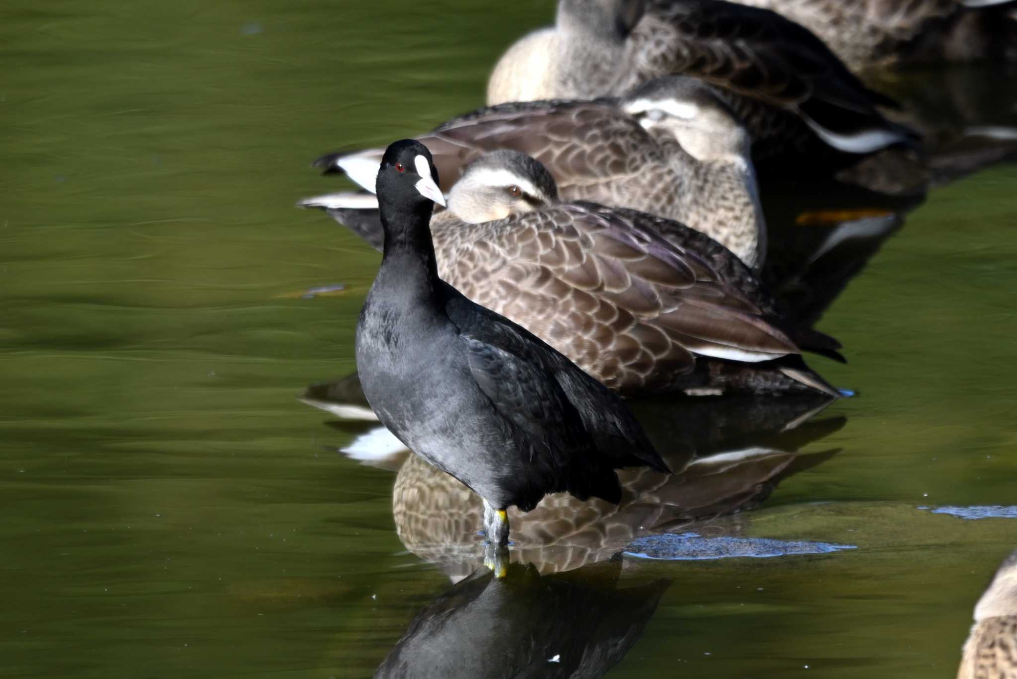 Photo of Eurasian Coot at 旭公園 by ポッちゃんのパパ