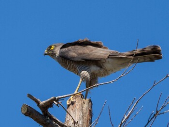 Japanese Sparrowhawk 染井霊園 Tue, 8/10/2021