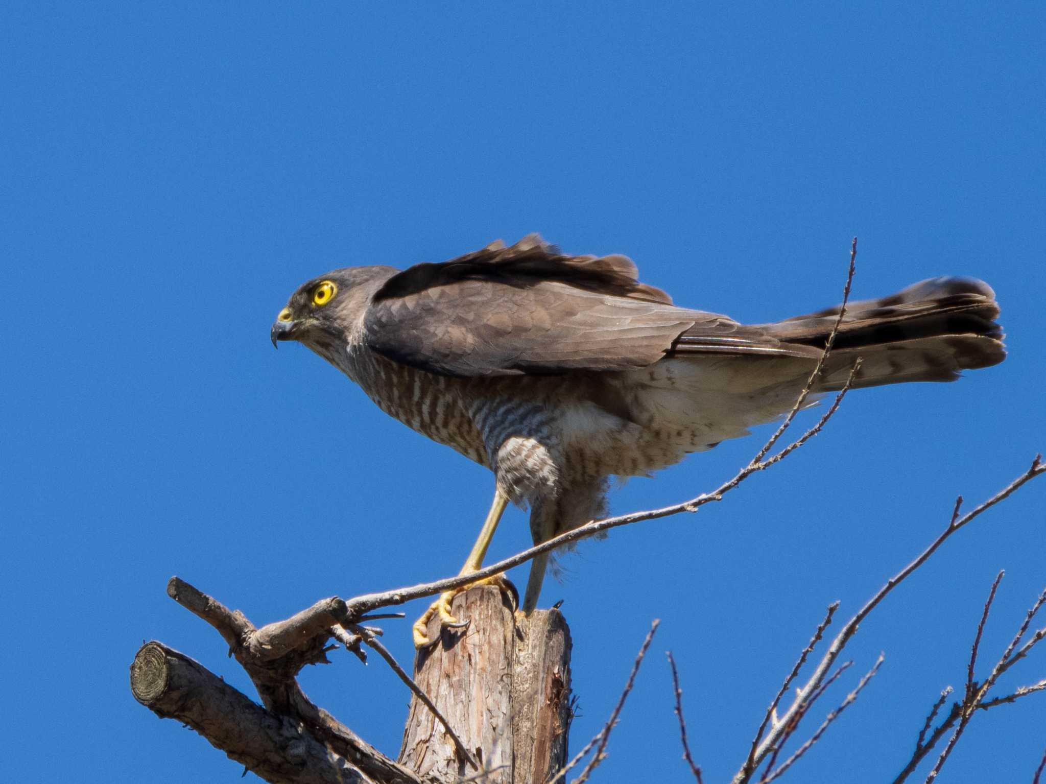 Japanese Sparrowhawk