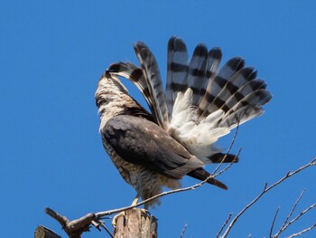 2021年8月10日(火) 染井霊園の野鳥観察記録