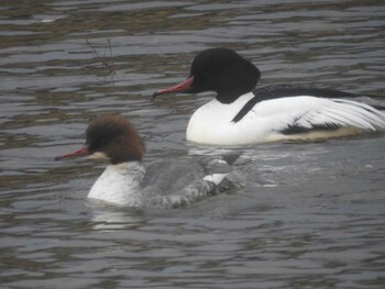 Mon, 12/20/2021 Birding report at 浅野川(松寺橋付近)