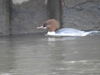 カワアイサ 浅野川(松寺橋付近) 2021年12月20日(月)