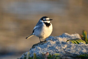 White Wagtail Shin-yokohama Park Sat, 12/18/2021