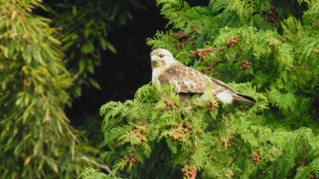 Eastern Buzzard 佐賀県唐津市 Tue, 12/21/2021