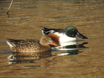 2021年12月21日(火) 新横浜公園の野鳥観察記録