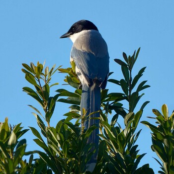 Azure-winged Magpie 東京都 Unknown Date