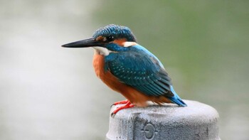 Common Kingfisher 東京都多摩地区 Sun, 12/12/2021