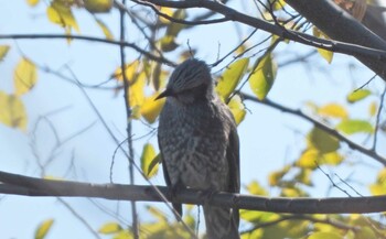 Brown-eared Bulbul 下永谷市民の森 Sat, 12/18/2021