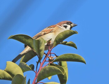 Eurasian Tree Sparrow 下永谷市民の森 Sat, 12/18/2021