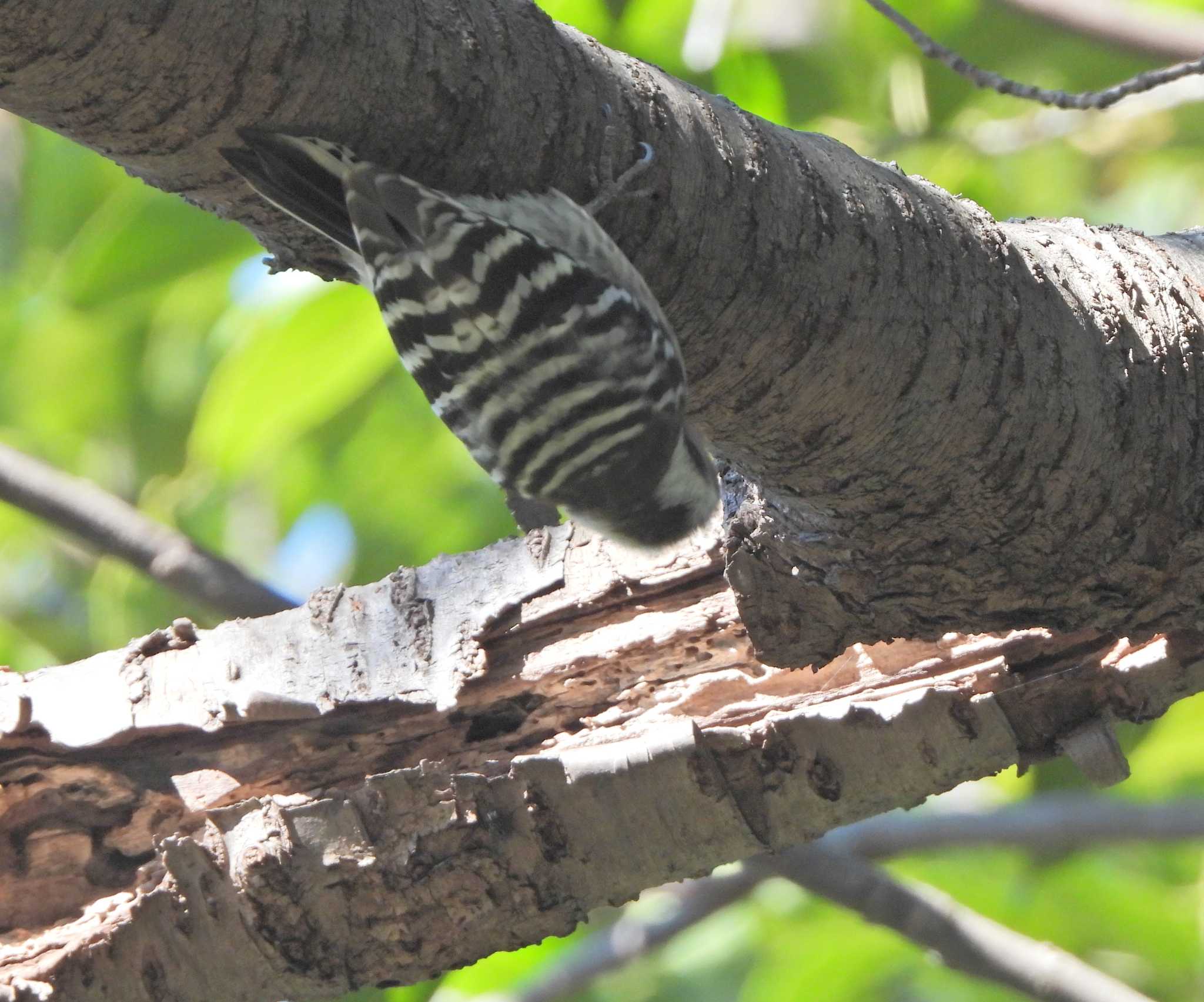 Japanese Pygmy Woodpecker