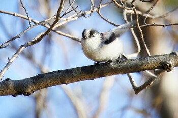 エナガ 秋ヶ瀬公園 2021年12月11日(土)