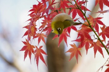 Warbling White-eye 檜町公園(東京ミッドタウン) Wed, 12/15/2021