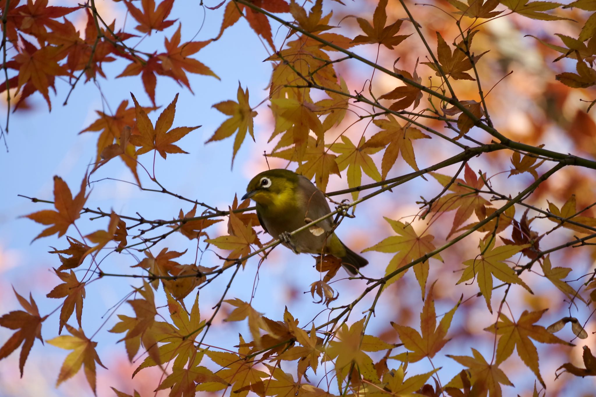 Photo of Warbling White-eye at 檜町公園(東京ミッドタウン) by Marco Birds