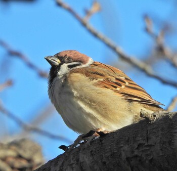 Eurasian Tree Sparrow 下永谷市民の森 Sun, 12/19/2021