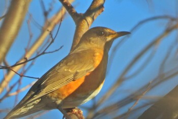 Brown-headed Thrush 下永谷市民の森 Sun, 12/19/2021