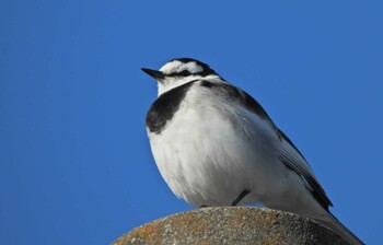 2021年12月19日(日) 舞岡川遊水地の野鳥観察記録