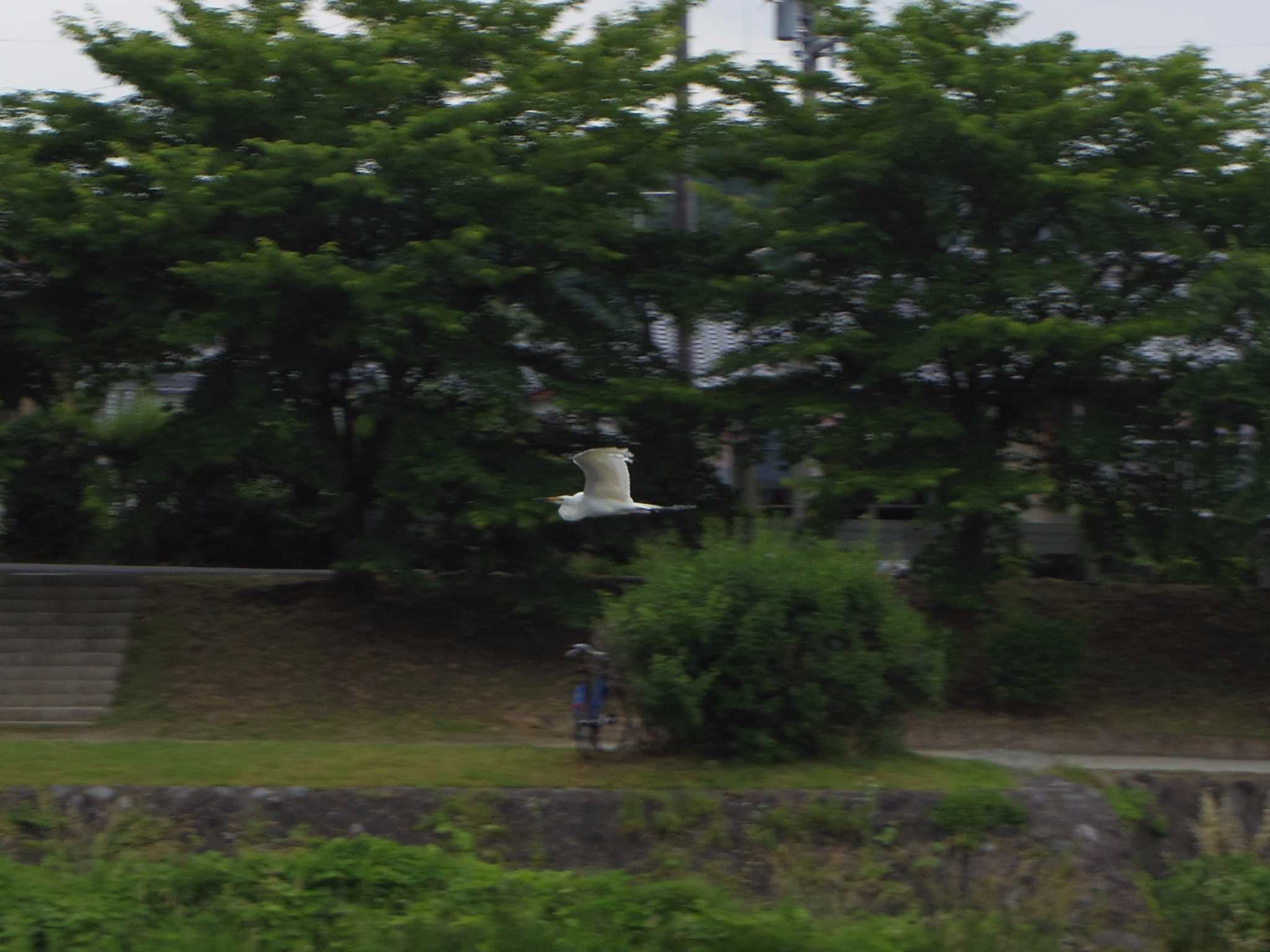 Photo of Great Egret at 京都府　鴨川 by smallfield