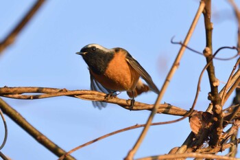 2021年12月22日(水) 愛知県豊田市逢妻女川周辺の野鳥観察記録