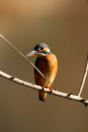 Common Kingfisher Shakujii Park Wed, 12/22/2021