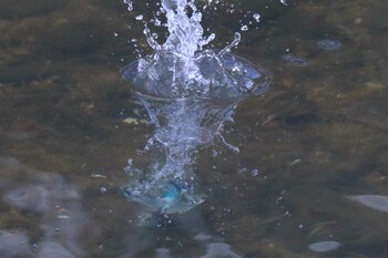 2021年12月20日(月) 橿原市高取川の野鳥観察記録