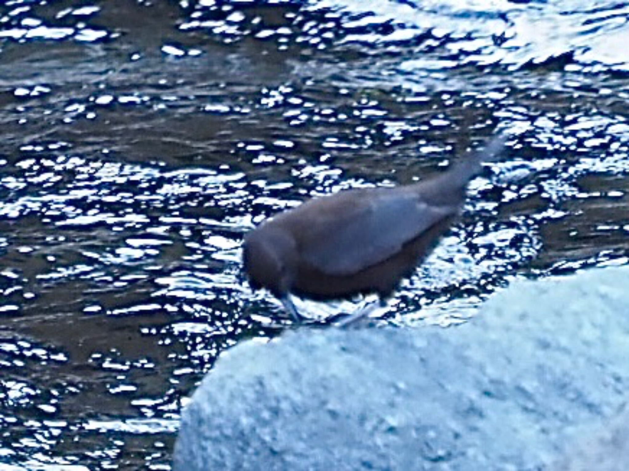 静岡県西伊豆流し鳥見旅 カワガラスの写真 by カルル