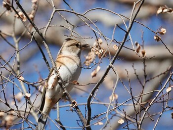 アトリ 昭和記念公園 2021年12月22日(水)