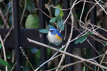 ルリビタキ 馬見丘陵公園 2021年12月21日(火)