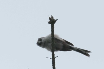 2017年6月11日(日) 滋賀県甲賀市甲南町創造の森の野鳥観察記録