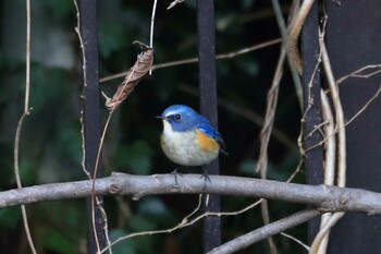 2021年12月21日(火) 馬見丘陵公園の野鳥観察記録