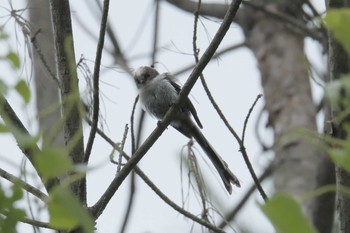 エナガ 滋賀県甲賀市甲南町創造の森 2017年6月11日(日)