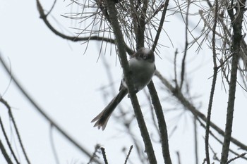 エナガ 滋賀県甲賀市甲南町創造の森 2017年6月11日(日)