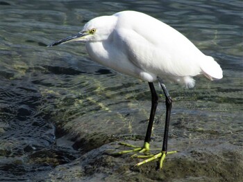 コサギ 山口県立きらら浜自然観察公園 2021年12月18日(土)