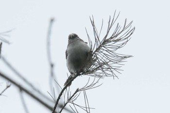 エナガ 滋賀県甲賀市甲南町創造の森 2017年6月11日(日)