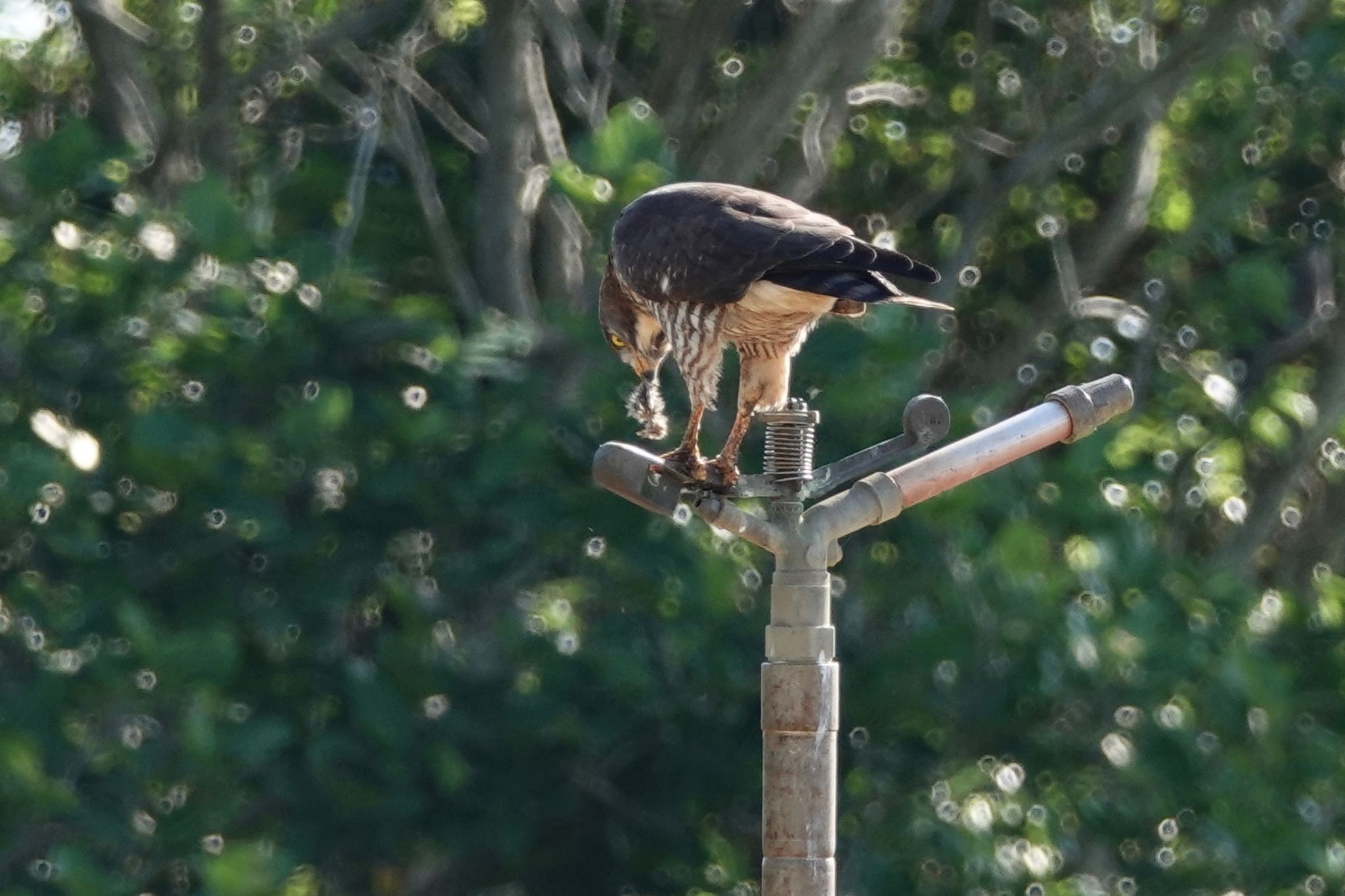 Photo of Grey-faced Buzzard at Ishigaki Island by のどか