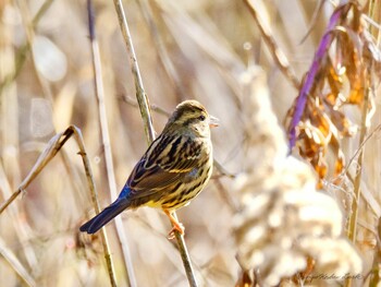 アオジ 守谷野鳥のみち 2021年12月22日(水)