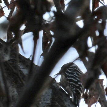 Japanese Pygmy Woodpecker Unknown Spots Wed, 12/22/2021