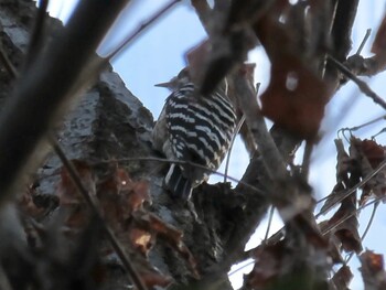 Japanese Pygmy Woodpecker 四季の森公園(横浜市緑区) Wed, 12/22/2021