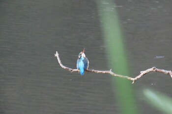 Common Kingfisher 四季の森公園(横浜市緑区) Wed, 12/22/2021