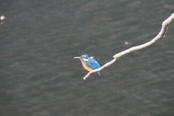 Common Kingfisher 四季の森公園(横浜市緑区) Wed, 12/22/2021