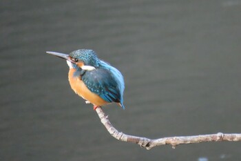 Common Kingfisher 四季の森公園(横浜市緑区) Wed, 12/22/2021