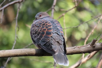 Oriental Turtle Dove 四季の森公園(横浜市緑区) Wed, 12/22/2021