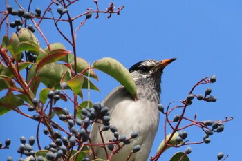 White-cheeked Starling 四季の森公園(横浜市緑区) Wed, 12/22/2021