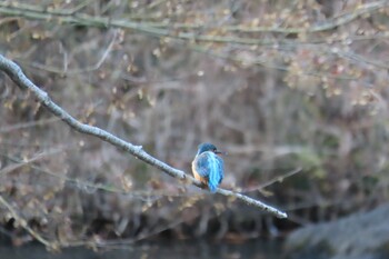 Common Kingfisher 四季の森公園(横浜市緑区) Wed, 12/22/2021
